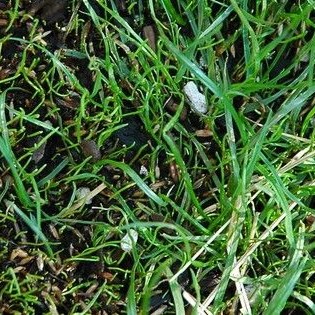 grass seed growing guide