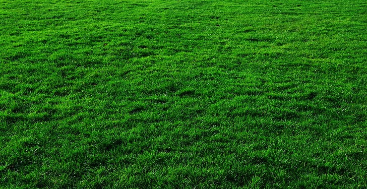 green grass 1