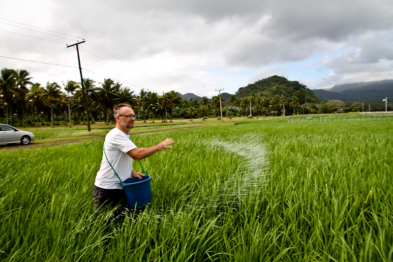 Dr. Achim Dobermann applying nitrogen fertilizer