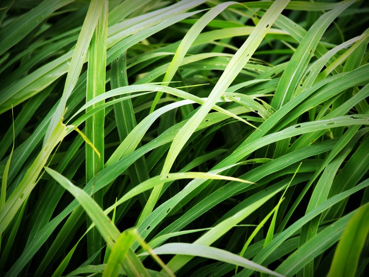 grass plant