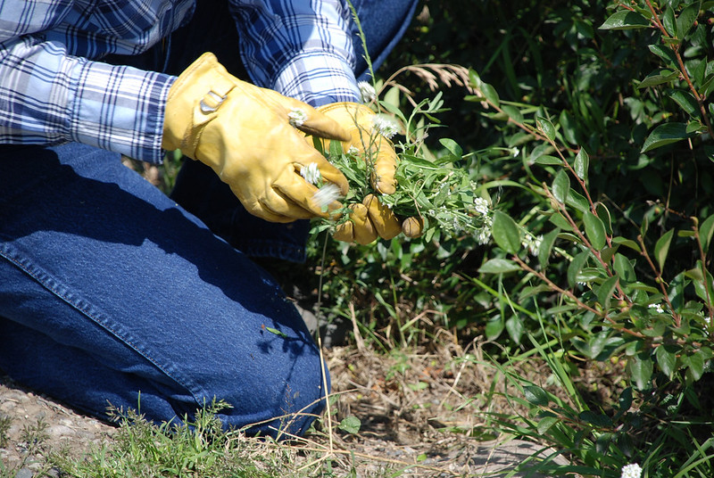 pulling weeds